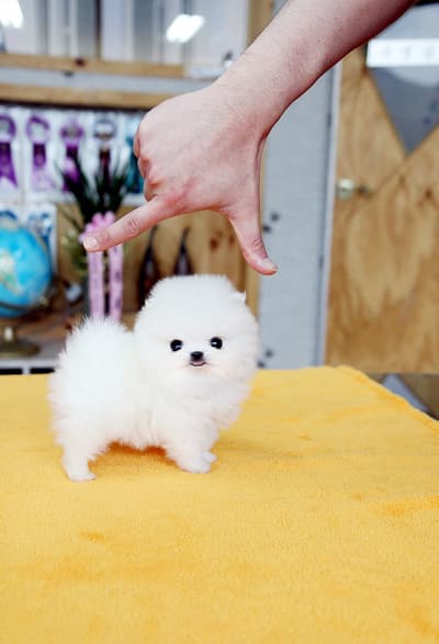 Pomerania blanco mini bebe en venta
