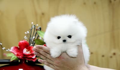 Pomerania tacita de te cachorro macho a la venta