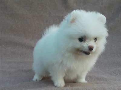 Pomerania cara de oso venta al mejor precio con vacunas