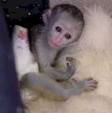 Monos Capuchinos Lindos y Sanos. Disponibles
