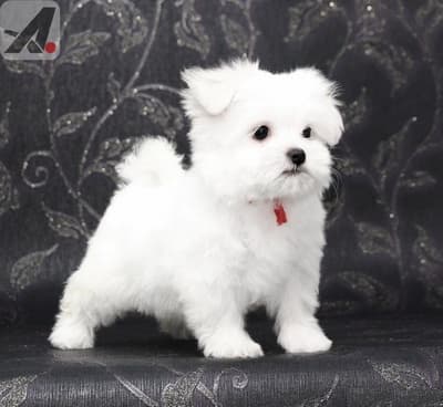 Lovely 12 weeks old Maltese Puppies
