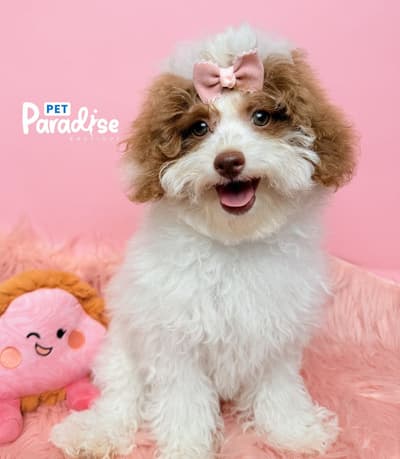 Toy Poodle, Cielo