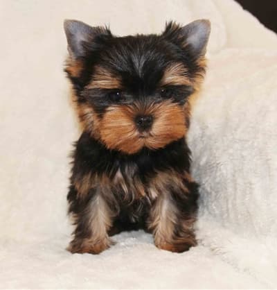 Cachorros yorkshire macho y hembra de raza barato en venta