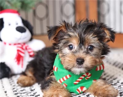 Yorkshire bebe macho y hembra de raza barato en venta