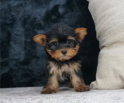 Venta de cachorros yorkshire mini macho de raza en buen precio