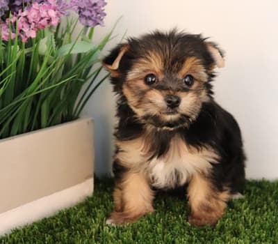 Perritos yorkshire micro toy macho de raza en venta