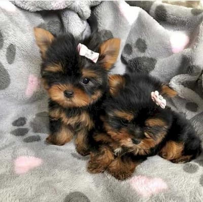 Venta de yorkshire mini toy macho de raza barato en buen precio