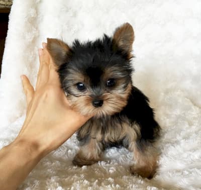 Perros yorkie terrier chocolate de venta