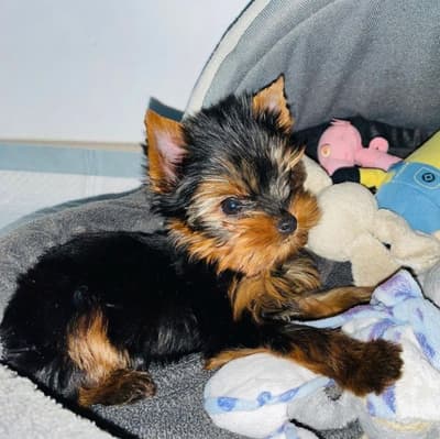 Yorkshire terrier venta mini toy con sus vacunas y certificado
