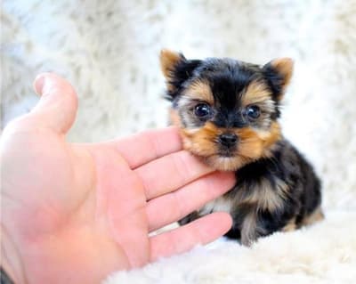 Precio de yorkshire terrier mini toy a la venta