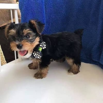 Yorkshire terrier teacup macho y hembra de raza en venta