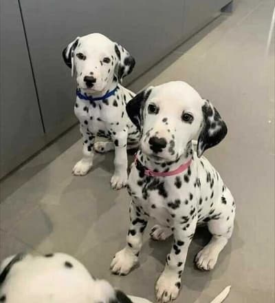 Gran danes recien nacido macho de raza a buen precio de venta