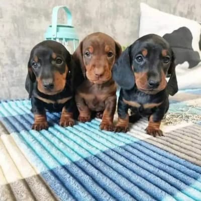 Impresionante muy pequeña Hermosa dachshund babys ❤️❤️