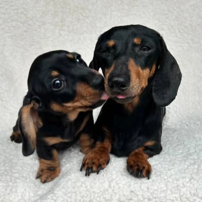 Precio rebajado: Impresionantes perros salchicha miniatura.
