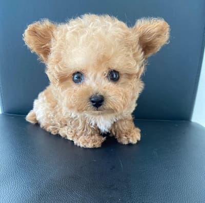 🐾 Adorables cachorros de caniche listos para sus familias definitivas**