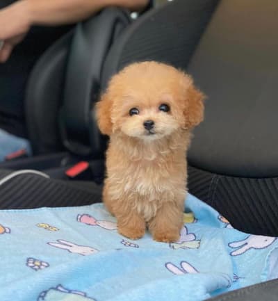 🐩 Cachorros de caniche: compañeros cariñosos para tu familia**