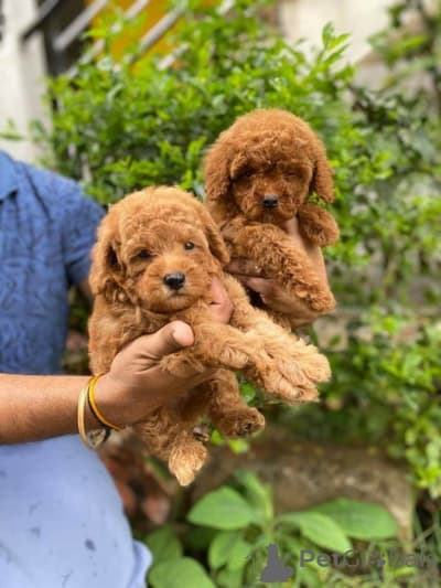 🐾 Cachorros de caniche criados con esmero**